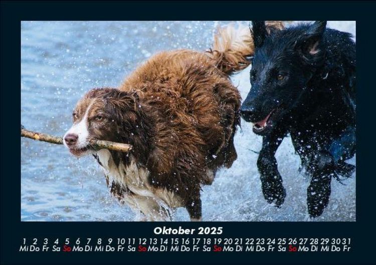 Produktbild: Hunde 2025 Fotokalender DIN A5