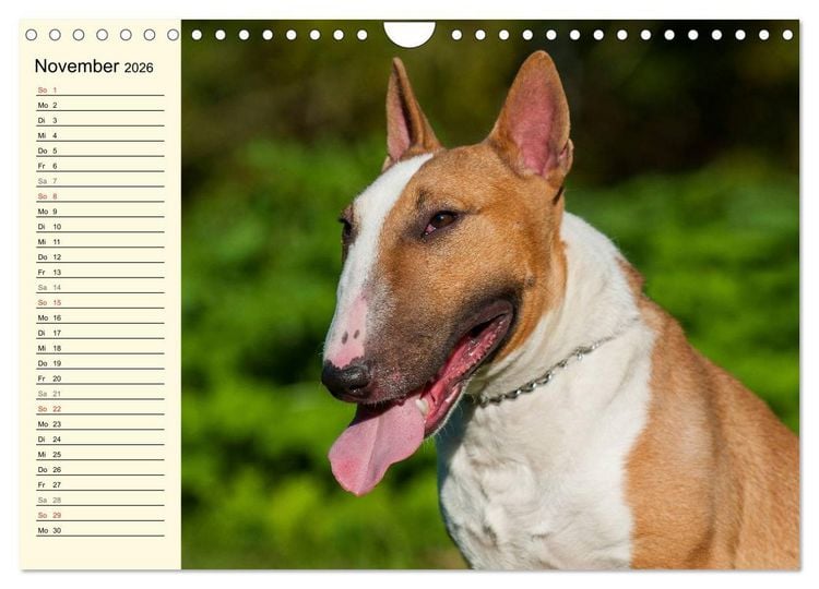 Produktbild: Bullterrier (Wandkalender 2026 DIN A4 quer), CALVENDO Monatskalender