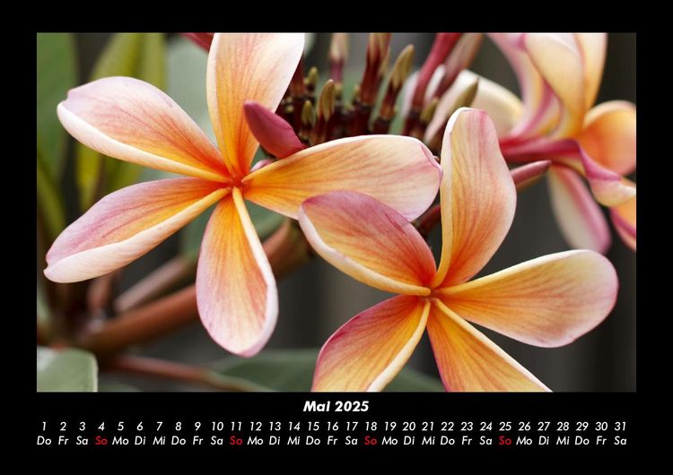 Produktbild: Blumenkalender 2025 Fotokalender DIN A3