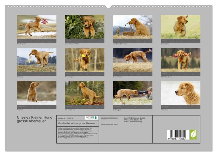 Produktbild: Chesley Kleiner Hund grosse Abenteuer (hochwertiger Premium Wandkalender 2026 DIN A2 quer), Kunstdruck in Hochglanz