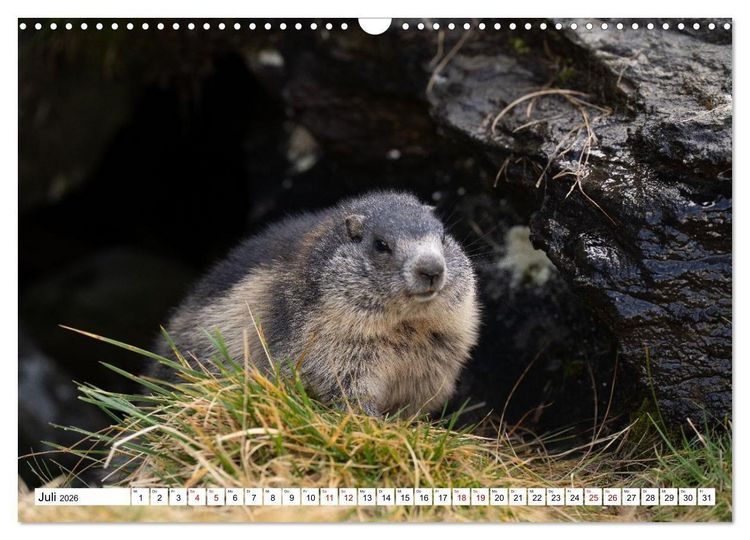 Produktbild: Unterwegs in den Hochalpen - Das Alpenmurmeltier im Herbst (Wandkalender 2026 DIN A3 quer), CALVENDO Monatskalender