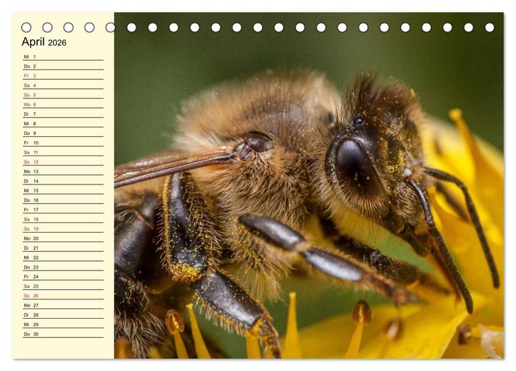 Produktbild: Flei&szlig;ige Bienen. Von der Bl&uuml;te bis zum Honig (Tischkalender 2026 DIN A5 quer), CALVENDO Monatskalender