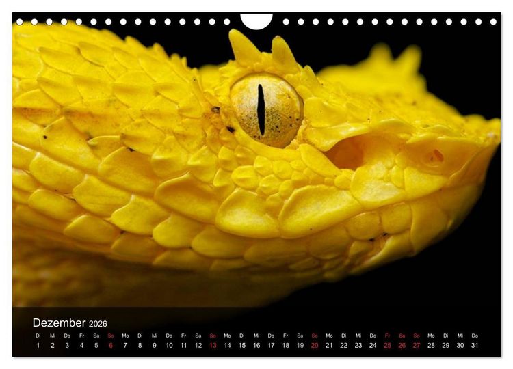 Produktbild: Giftschlangen (Wandkalender 2026 DIN A4 quer), CALVENDO Monatskalender