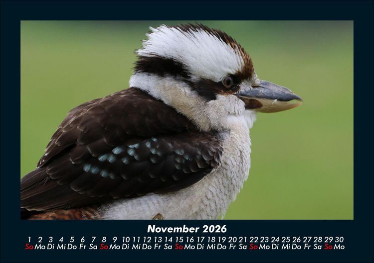 Produktbild: V&ouml;gel 2026 Fotokalender DIN A5