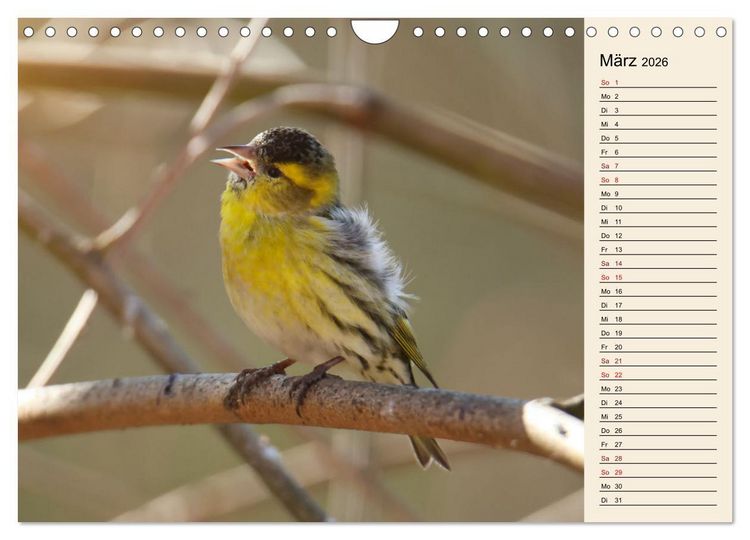 Produktbild: Erlenzeisige (Wandkalender 2026 DIN A4 quer), CALVENDO Monatskalender