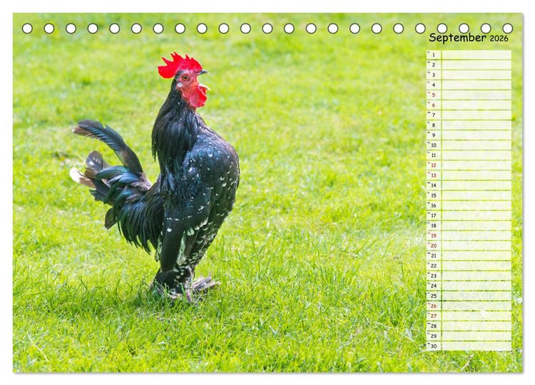 Produktbild: Geliebte Tiere auf dem Bauernhof (Tischkalender 2026 DIN A5 quer), CALVENDO Monatskalender