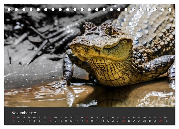 Produktbild: Costa Rica tierisch gut 2026 (Tischkalender 2026 DIN A5 quer), CALVENDO Monatskalender