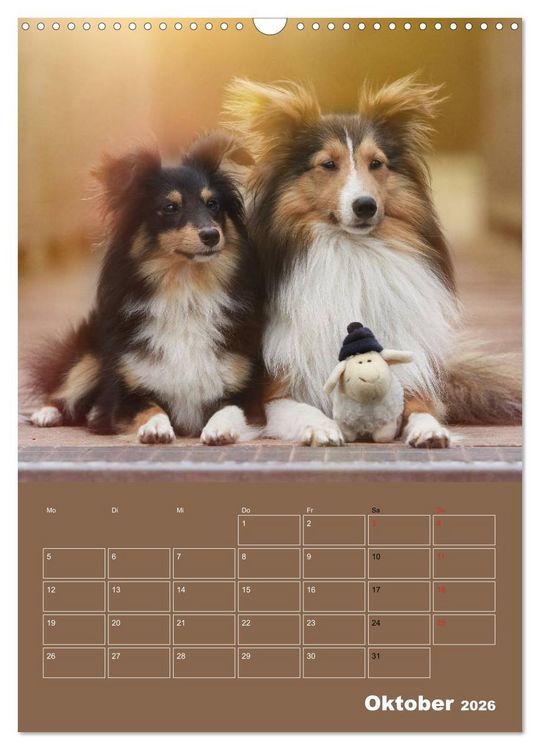 Produktbild: SHELTIES Herzensbrecher auf 4 Pfoten (Wandkalender 2026 DIN A3 hoch), CALVENDO Monatskalender