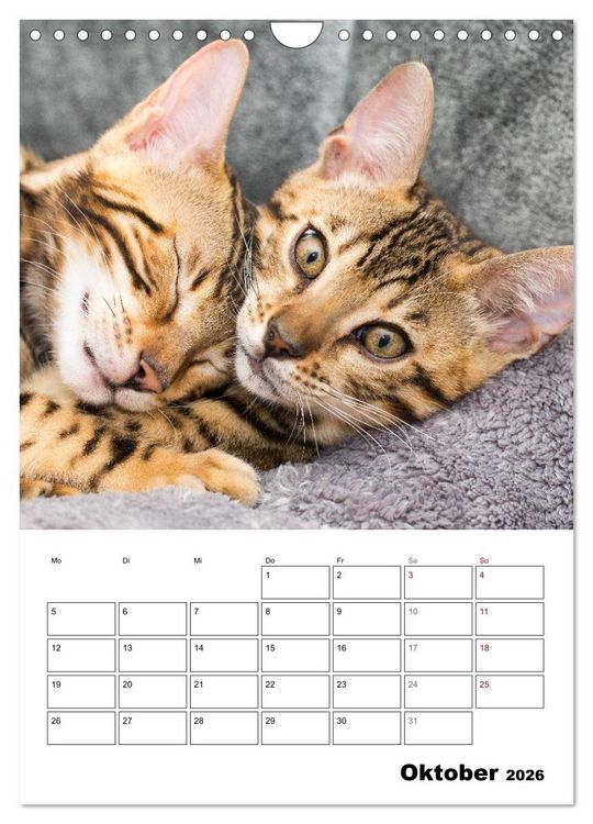 Produktbild: Bengalen - verschmust und abenteuerlustig (Wandkalender 2026 DIN A4 hoch), CALVENDO Monatskalender