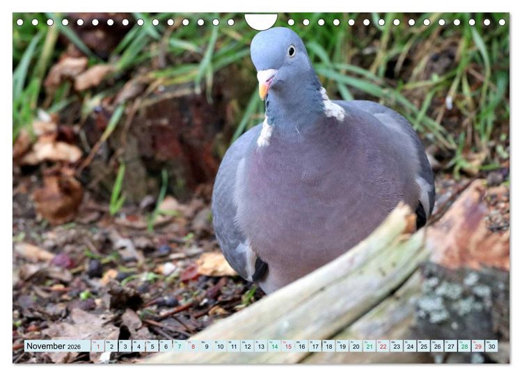 Produktbild: Gefiederte Gesellen - V&ouml;gel aus Wald und Garten (Wandkalender 2026 DIN A4 quer), CALVENDO Monatskalender