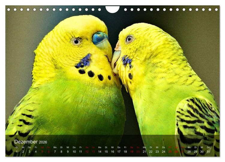 Produktbild: Wellensittiche - gesellige Freunde (Wandkalender 2026 DIN A4 quer), CALVENDO Monatskalender
