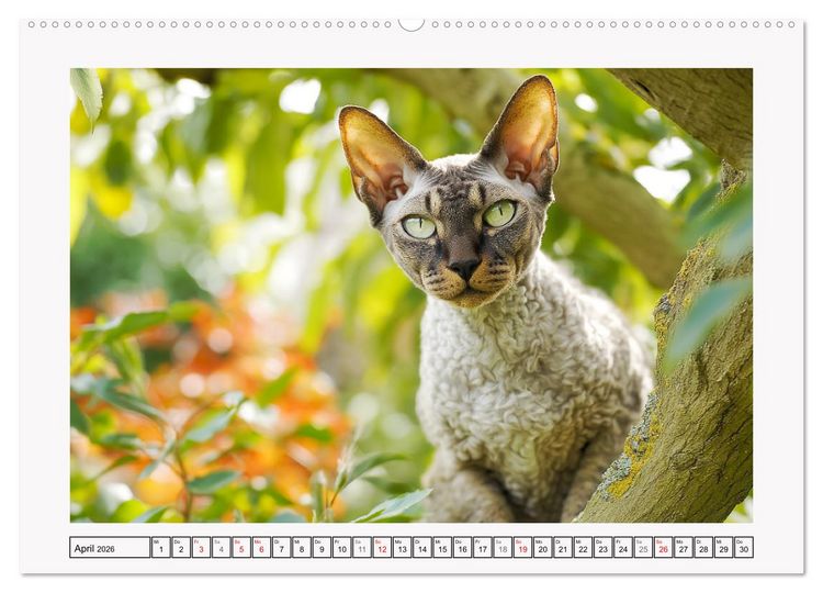 Produktbild: Cornish Rex Katzen. Ein Hauch von Extravaganz mit Locken und Charakter (hochwertiger Premium Wandkalender 2026 DIN A2 quer), Kunstdruck in Hochglanz