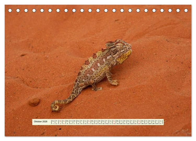 Produktbild: Reptilien des s&uuml;dlichen Afrikas (Tischkalender 2026 DIN A5 quer), CALVENDO Monatskalender