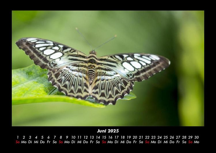 Produktbild: Welt der Tiere 2025 Fotokalender DIN A3
