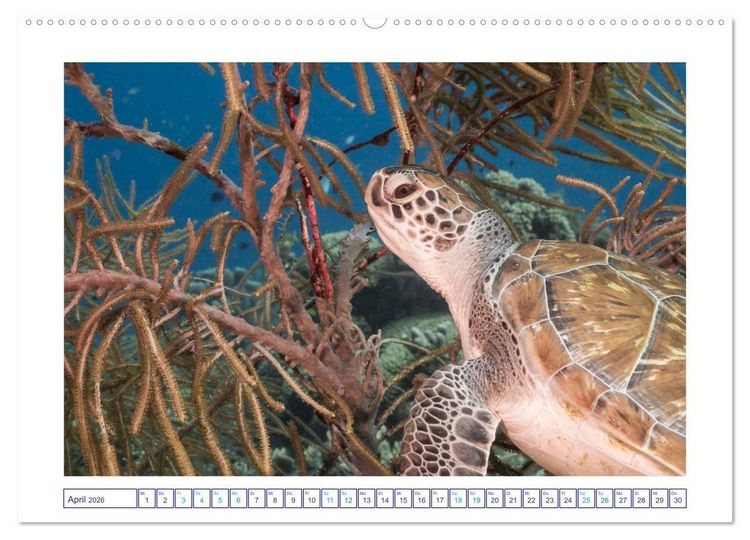 Produktbild: Begegnung mit Meeresschildkr&ouml;ten (hochwertiger Premium Wandkalender 2026 DIN A2 quer), Kunstdruck in Hochglanz