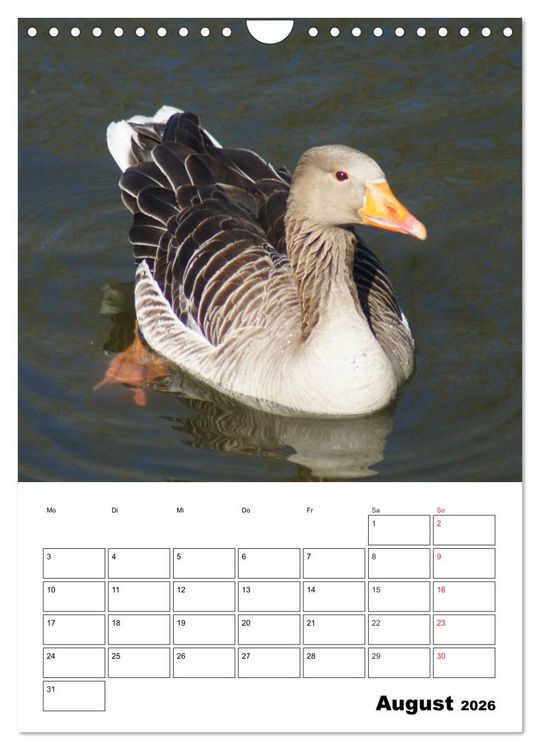 Produktbild: Gl&uuml;ckliche G&auml;nse (Wandkalender 2026 DIN A4 hoch), CALVENDO Monatskalender