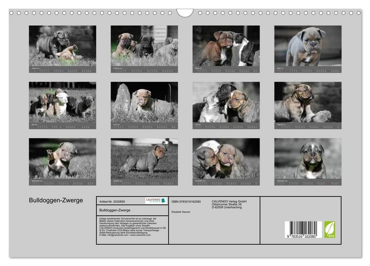 Produktbild: Bulldoggen-Zwerge (Wandkalender 2026 DIN A3 quer), CALVENDO Monatskalender