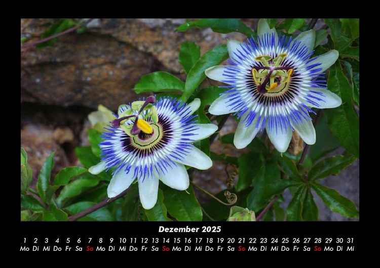 Produktbild: Blumentr&auml;ume 2025 Fotokalender DIN A3