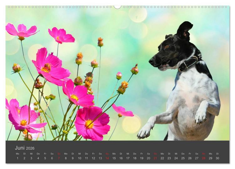 Produktbild: HUNDE LEBEN IST BUNT (Wandkalender 2026 DIN A2 quer), CALVENDO Monatskalender