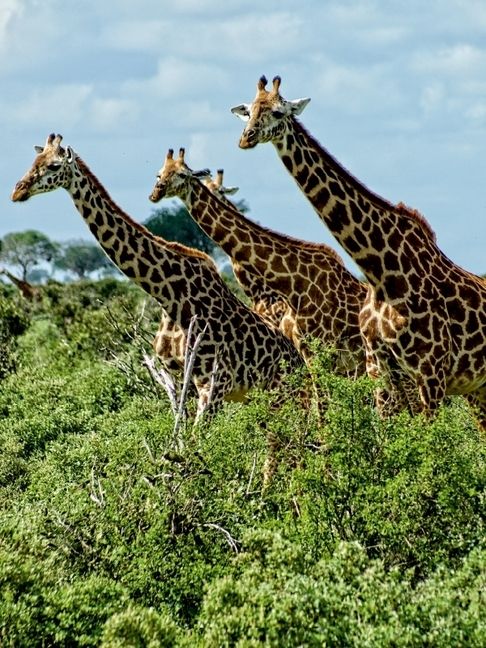 Produktbild: CALVENDO Puzzle Giraffen. Voller Stolz und Grazie | 1000 Teile Lege-Gr&ouml;&szlig;e 64x48cm Foto-Puzzle f&uuml;r gl&uuml;ckliche Stunden