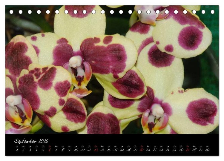 Produktbild: Farbenreiche Orchideen (Tischkalender 2026 DIN A5 quer), CALVENDO Monatskalender