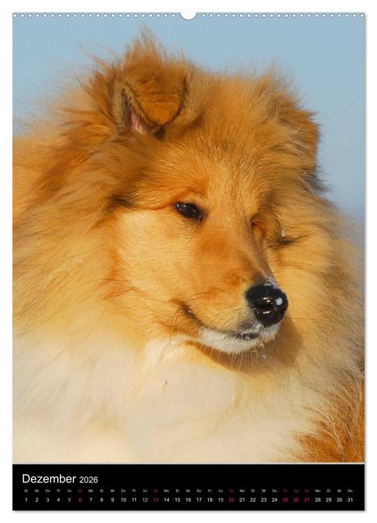 Produktbild: Collie 2026 (hochwertiger Premium Wandkalender 2026 DIN A2 hoch), Kunstdruck in Hochglanz
