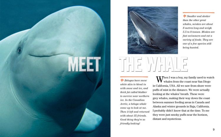 Produktbild: Face to Face with Whales