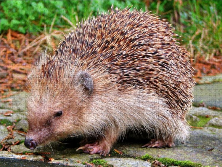 Produktbild: CALVENDO Puzzle Igel 1000 Teile Lege-Gr&ouml;&szlig;e 64 x 48 cm Foto-Puzzle Bild von Sabine L&ouml;wer