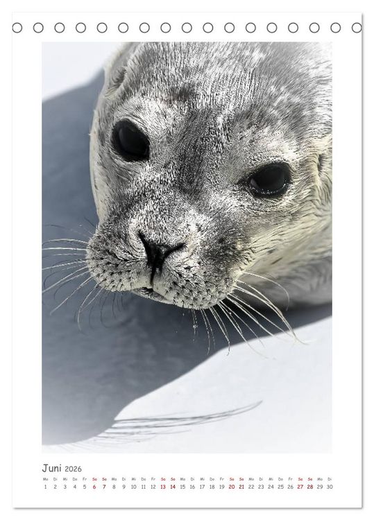 Produktbild: Texel - Momente die verzaubern (Tischkalender 2026 DIN A5 hoch), CALVENDO Monatskalender