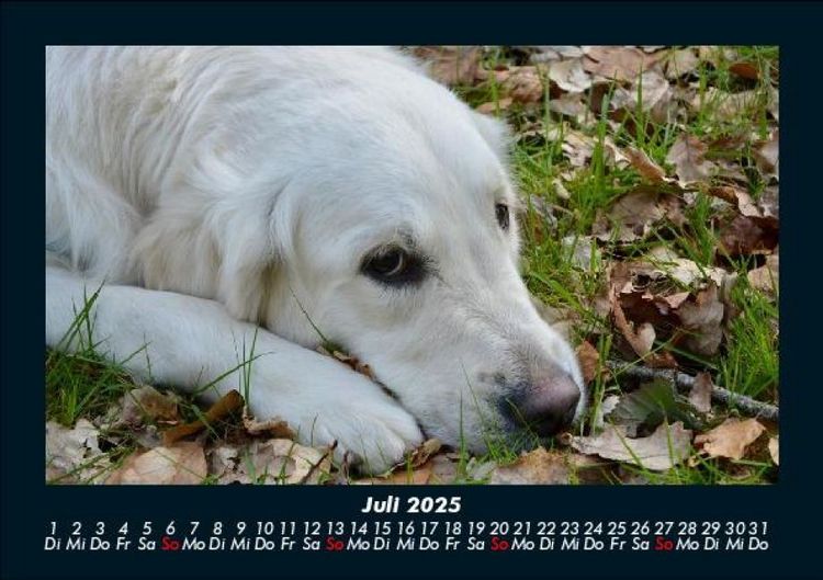 Produktbild: Hundezauber 2025 Fotokalender DIN A5
