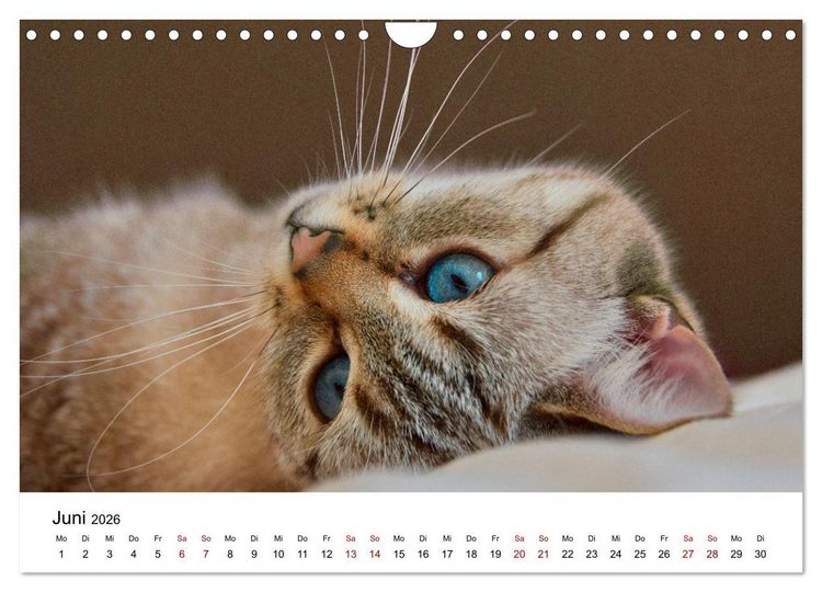 Produktbild: Katzenbabys (Wandkalender 2026 DIN A4 quer), CALVENDO Monatskalender