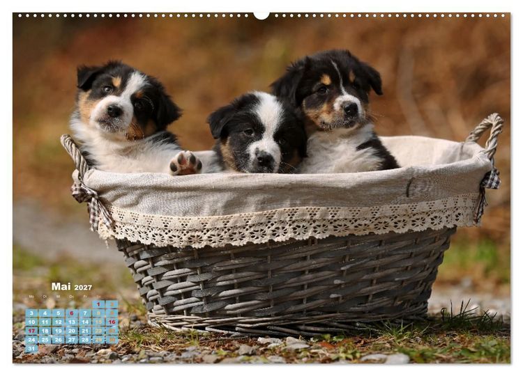 Produktbild: Lillyfee und ein K&ouml;rbchen voller Gl&uuml;ck (hochwertiger Premium Wandkalender 2027 DIN A2 quer), Kunstdruck in Hochglanz