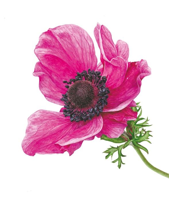 Produktbild: Inspiriert von der Natur: Anna Masons Aquarellwelt