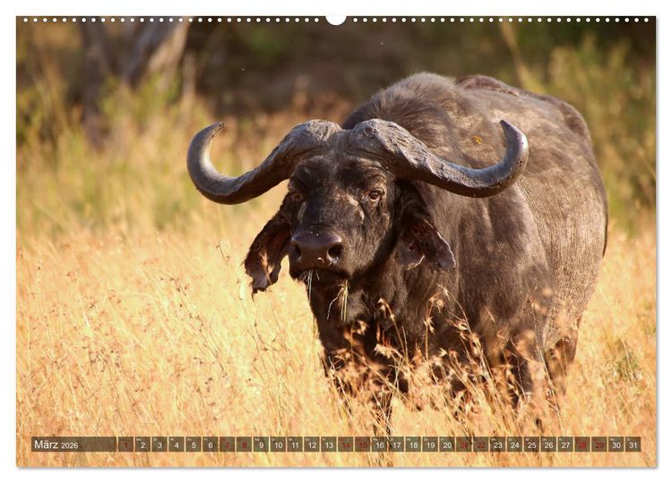 Produktbild: Afrika - Zauber der Wildnis (hochwertiger Premium Wandkalender 2026 DIN A2 quer), Kunstdruck in Hochglanz