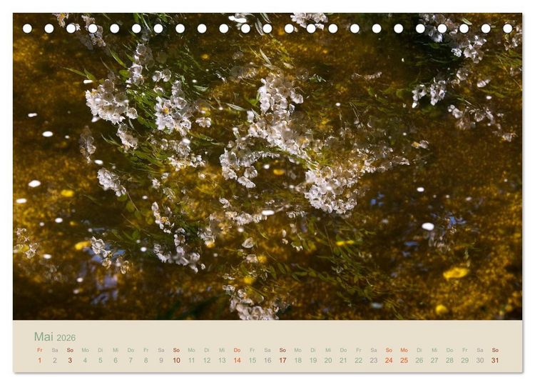 Produktbild: Gartenfl&uuml;stern (Tischkalender 2026 DIN A5 quer), CALVENDO Monatskalender
