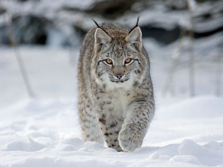 Produktbild: CALVENDO Puzzle Luchs l&auml;uft durch Schnee 1000 Teile Lege-Gr&ouml;&szlig;e 64 x 48 cm Foto-Puzzle Bild von Wilfried Martin
