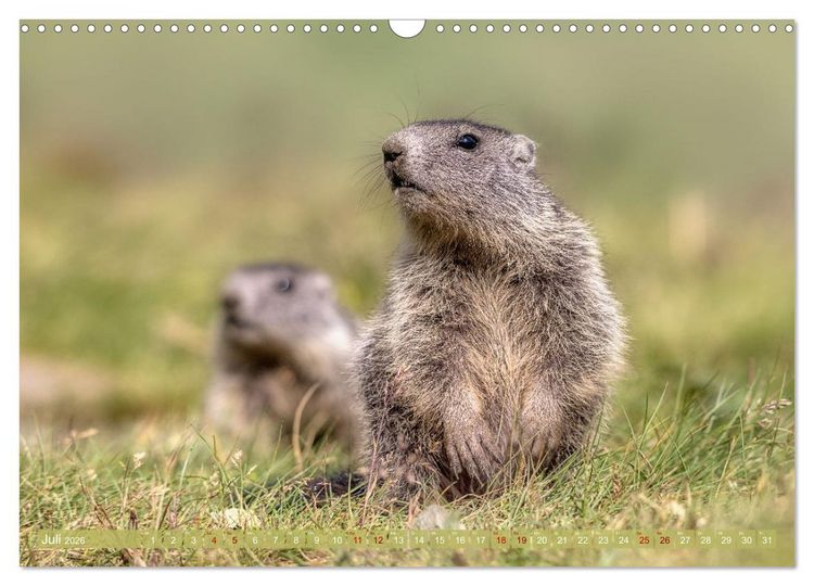 Produktbild: Tiere der Alpen - Murmeltier-Kinder (Wandkalender 2026 DIN A3 quer), CALVENDO Monatskalender
