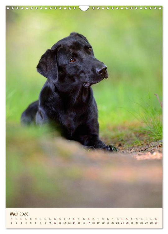 Produktbild: Labrador Retriever (Wandkalender 2026 DIN A3 hoch), CALVENDO Monatskalender