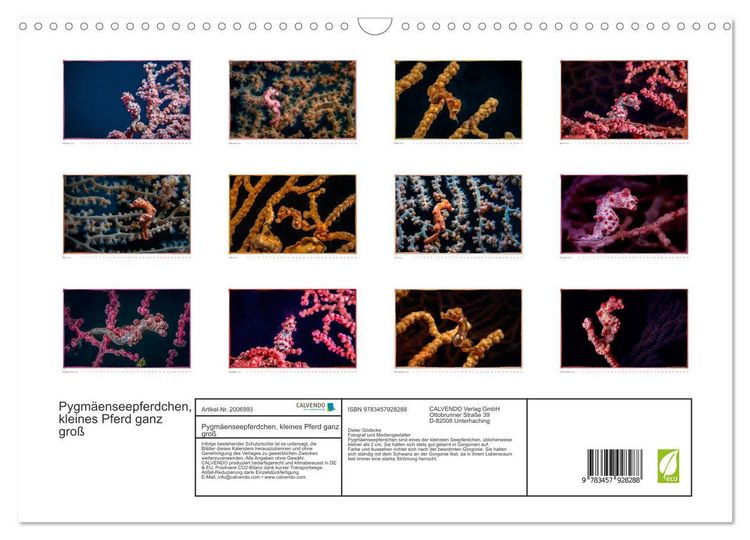 Produktbild: Pygm&auml;enseepferdchen, kleines Pferd ganz gro&szlig; (Wandkalender 2026 DIN A3 quer), CALVENDO Monatskalender