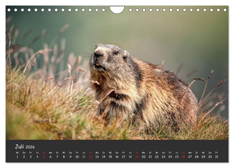 Produktbild: Am Gro&szlig;glockner (Wandkalender 2026 DIN A4 quer), CALVENDO Monatskalender
