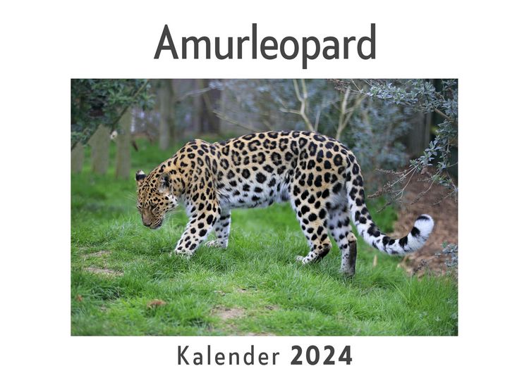Produktbild: Amurleopard (Wandkalender 2024, Kalender DIN A4 quer, Monatskalender im Querformat mit Kalendarium, Das perfekte Geschenk)
