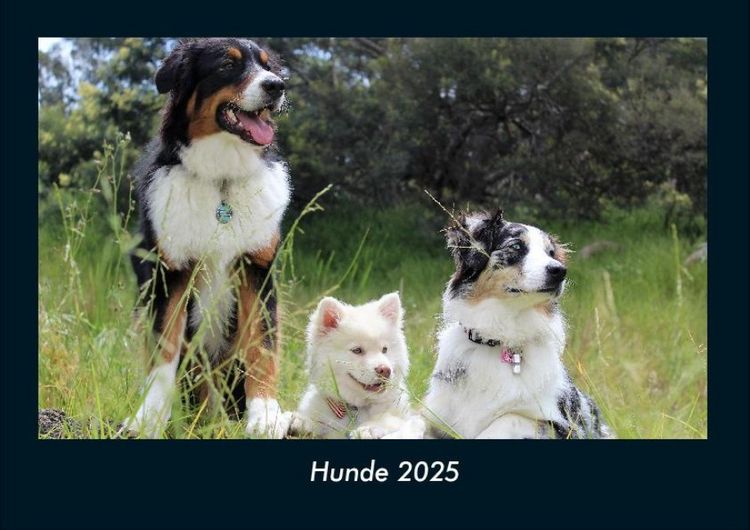 Produktbild: Hunde 2025 Fotokalender DIN A4