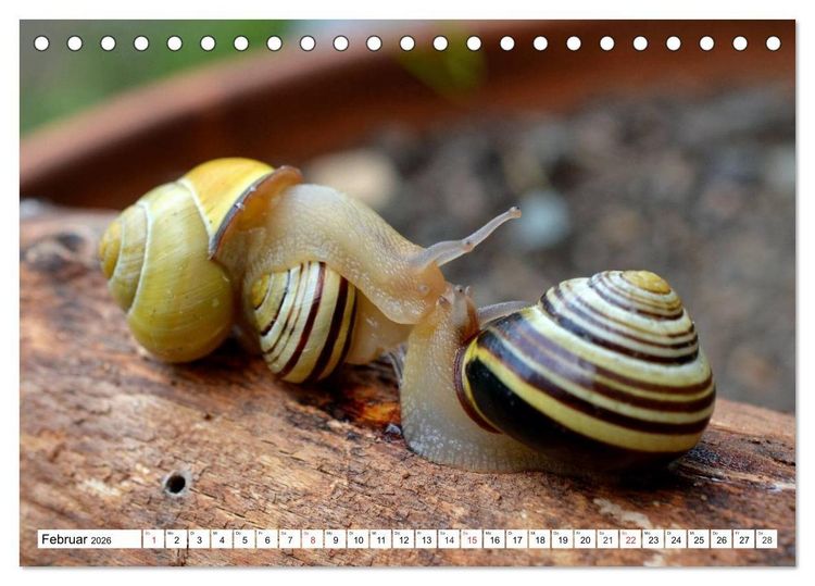 Produktbild: Schnecken. Witzige Schleimer (Tischkalender 2026 DIN A5 quer), CALVENDO Monatskalender