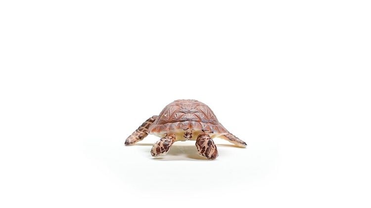 Produktbild: schleich&reg; 14876 Echte Karettschildkr&ouml;te