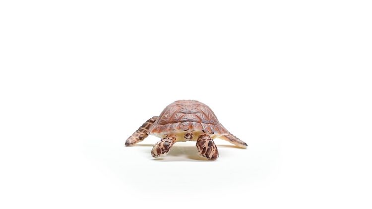 Produktbild: schleich&reg; 14876 - Wild Life, Echte Karettschildkr&ouml;te, L&auml;nge: 6,5 cm