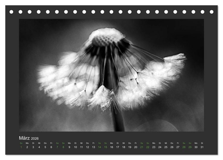 Produktbild: Pflanzen in Schwarz und Wei&szlig; (Tischkalender 2026 DIN A5 quer), CALVENDO Monatskalender
