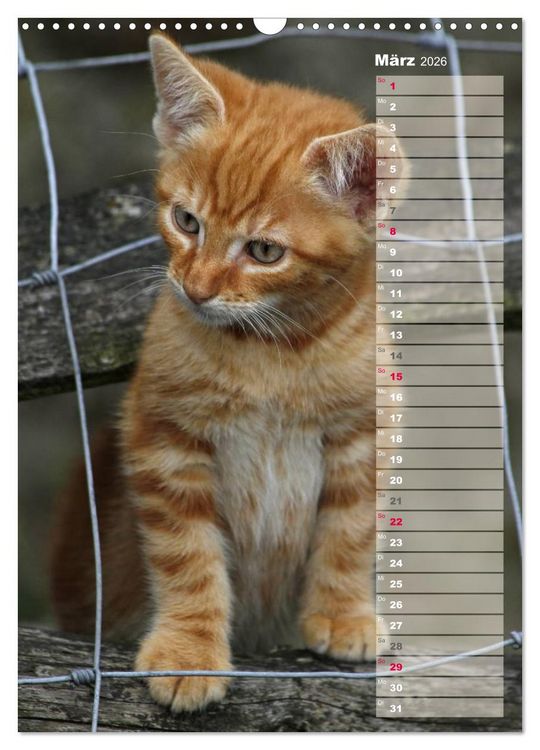 Produktbild: Hauskatzen (Wandkalender 2026 DIN A3 hoch), CALVENDO Monatskalender