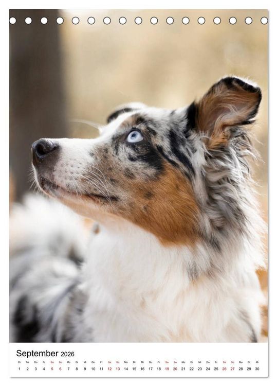 Produktbild: Australian Shepherd - Beste Freunde (Tischkalender 2026 DIN A5 hoch), CALVENDO Monatskalender