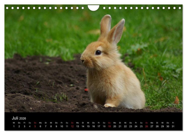 Produktbild: Meerschweinchen und Zwergkaninchen (Wandkalender 2026 DIN A4 quer), CALVENDO Monatskalender