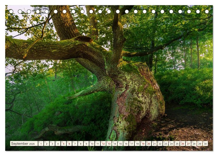 Produktbild: Im Zauber der W&auml;lder (Tischkalender 2026 DIN A5 quer), CALVENDO Monatskalender
